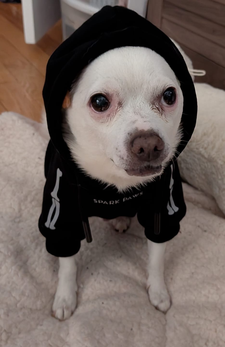 Customer photo review of Halloween Dog Hoodie - Reflective Skeleton