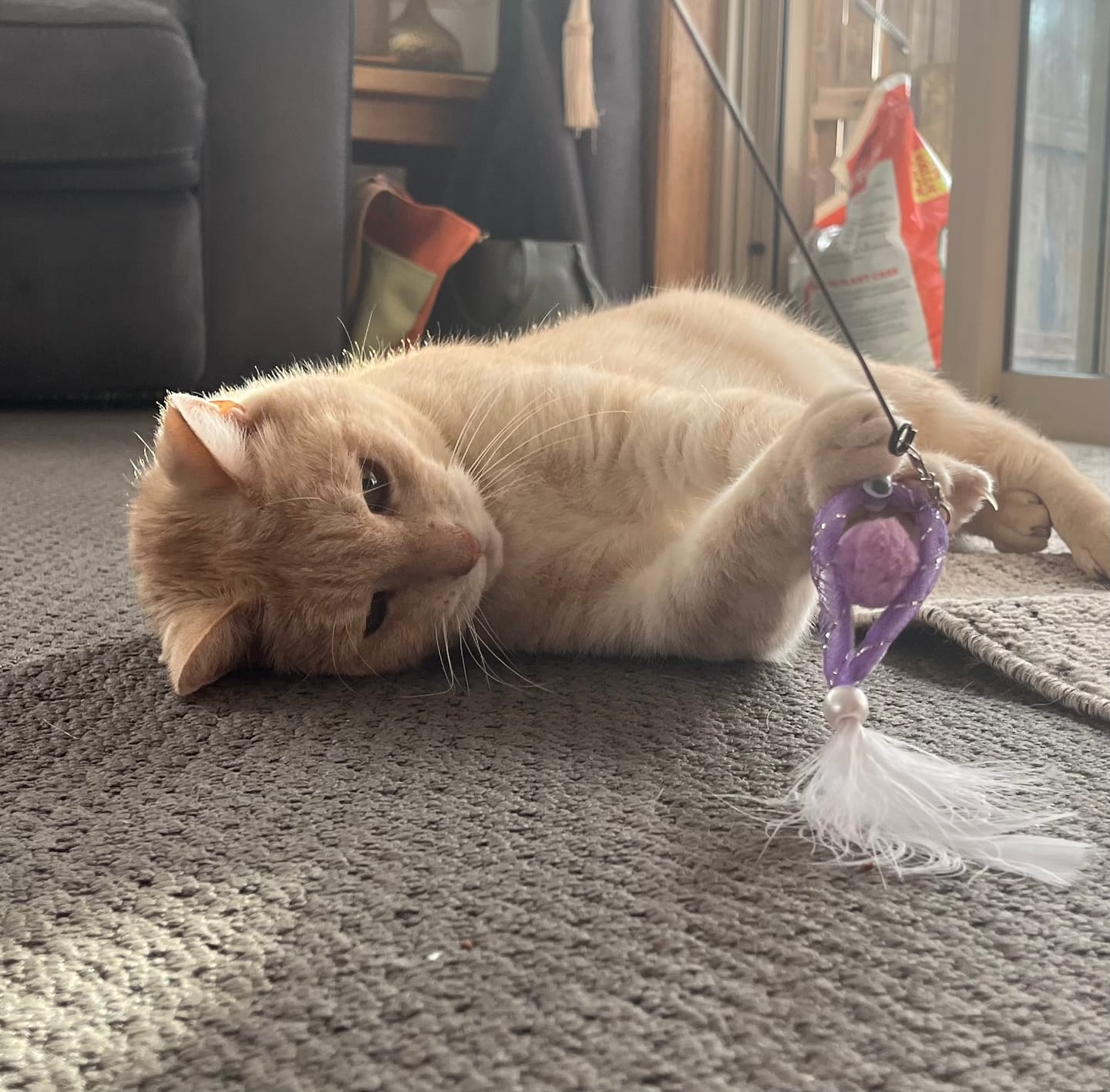 Customer photo review of Goldfish Feather Teaser Wand