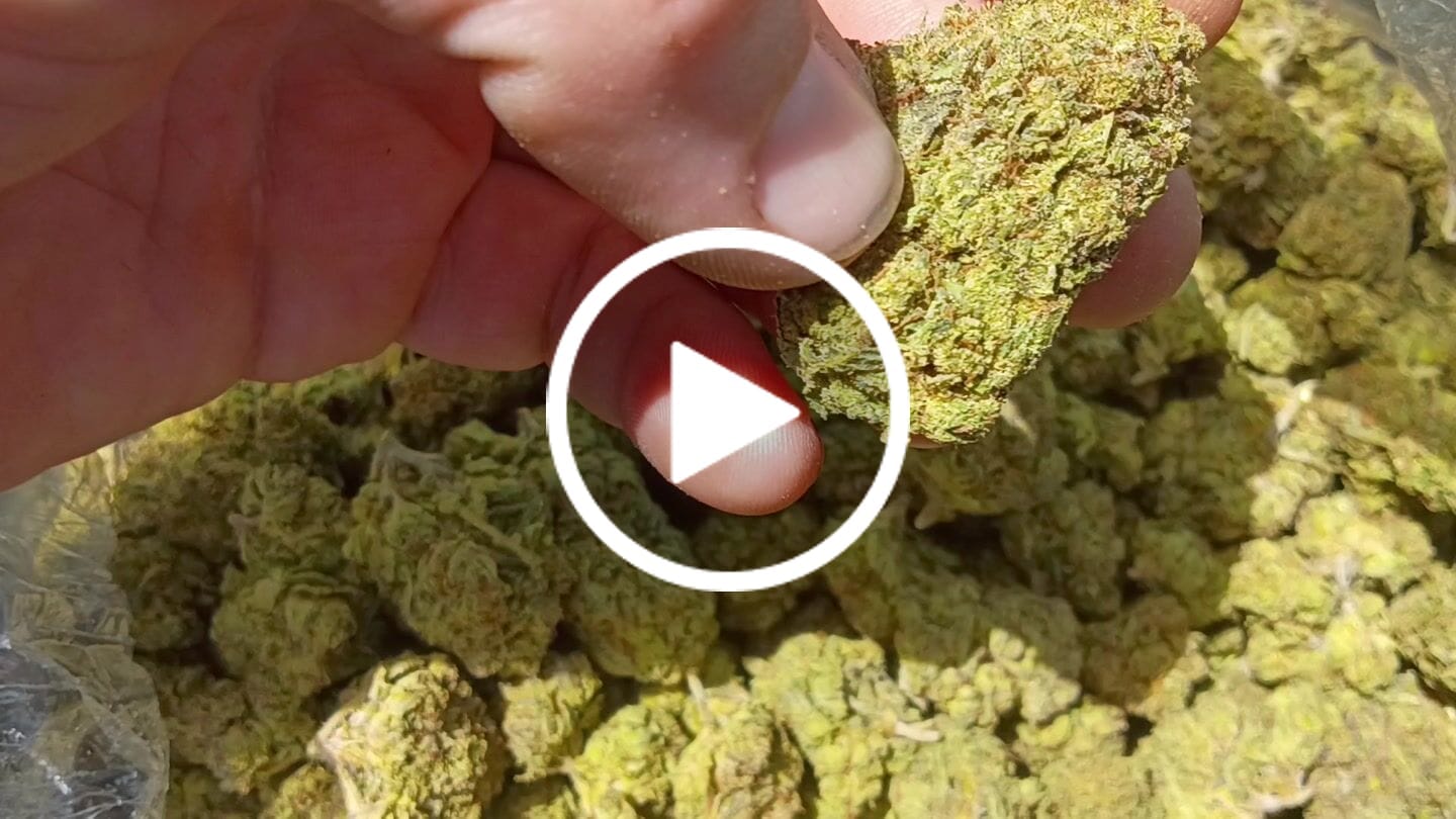 Customer video review of THCA Queen
