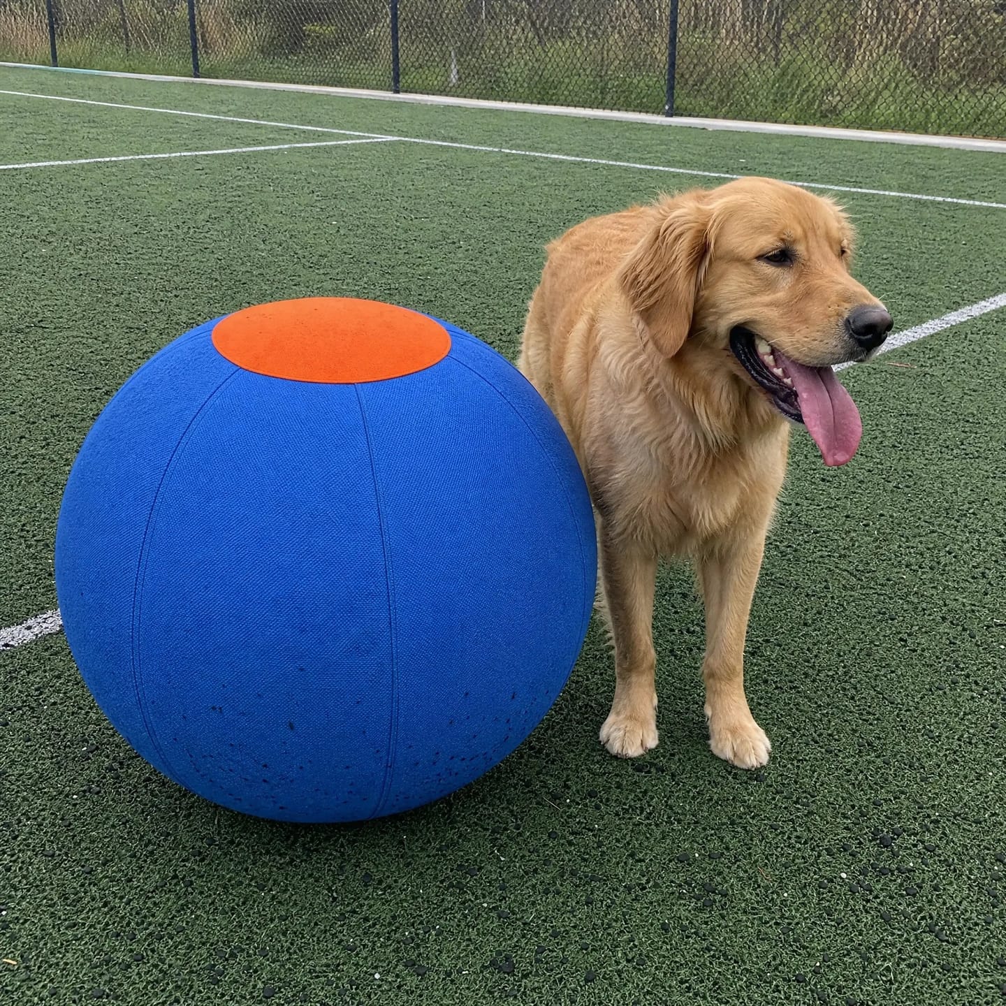 Customer photo review of DriveBall — Herding Ball for High-Drive Dogs, Zip-Close Oxford Cover, Replaceable Bladder