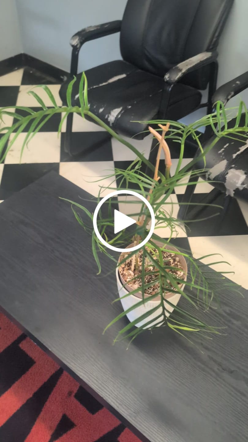 Customer video review of Chunky Aroid Mix Potting Soil  - Monstera Soil Mix - Best Indoor Potting Soil. - Well Draining Potting Soil for Rare Indoor Plants & Cactus