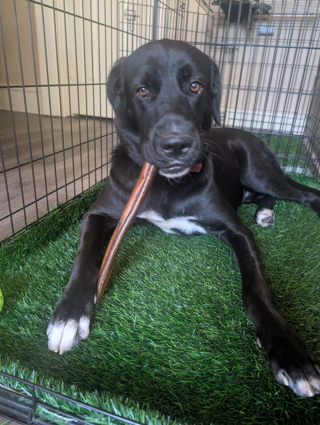 Customer photo review of Smoked Beef Marrow Bones