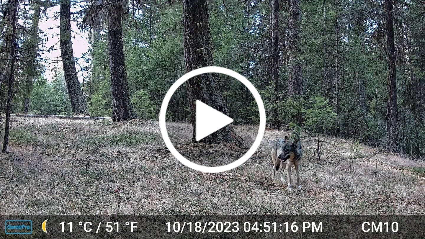 Customer video review of GardePro A3S Non-Cellular Trail Camera