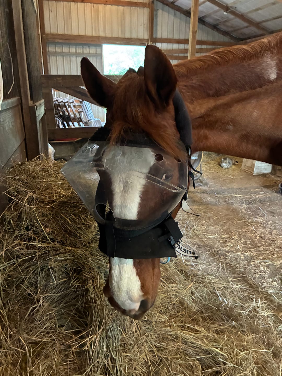 Customer photo review of Recovery Vizor - Clear UV Tint