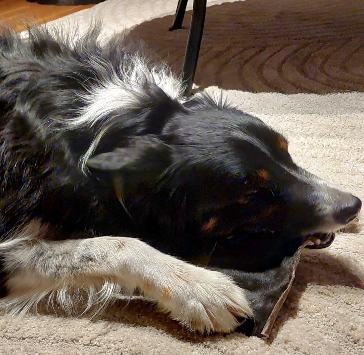 Customer photo review of Njord Pet nötchips med hår 🇸🇪