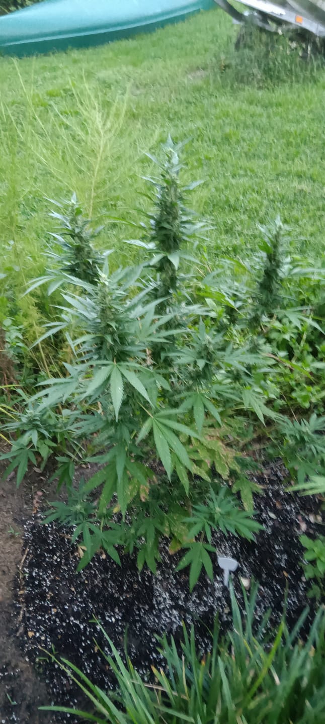 Customer photo review of Bloom Juice Award-Winning Formula