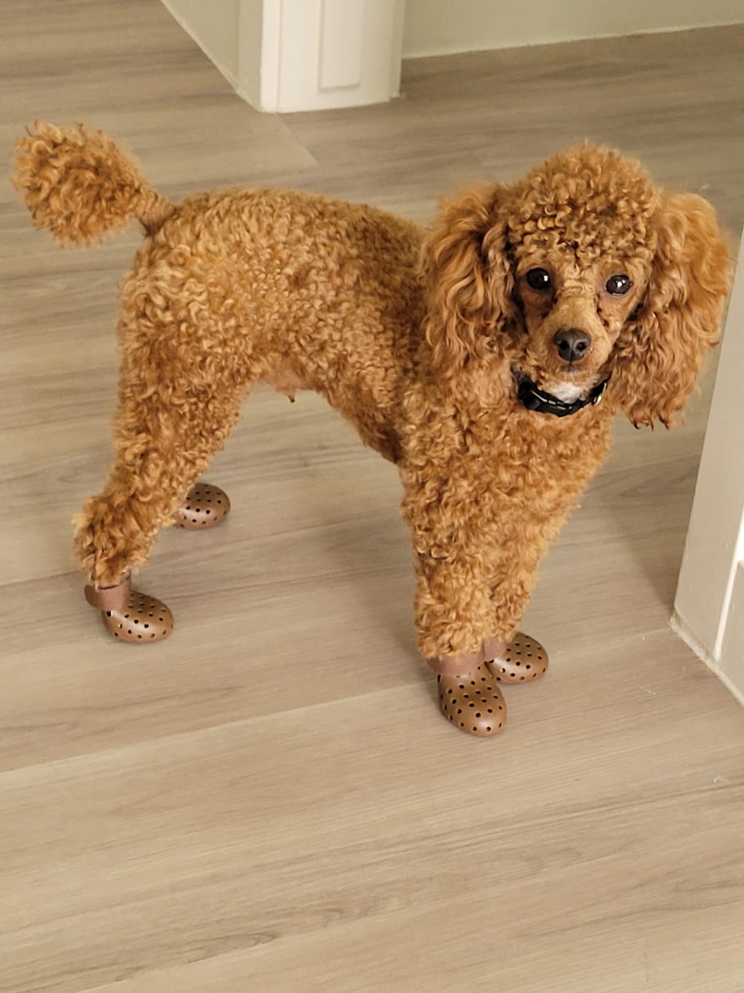 Customer photo review of WagWellies® Mojave