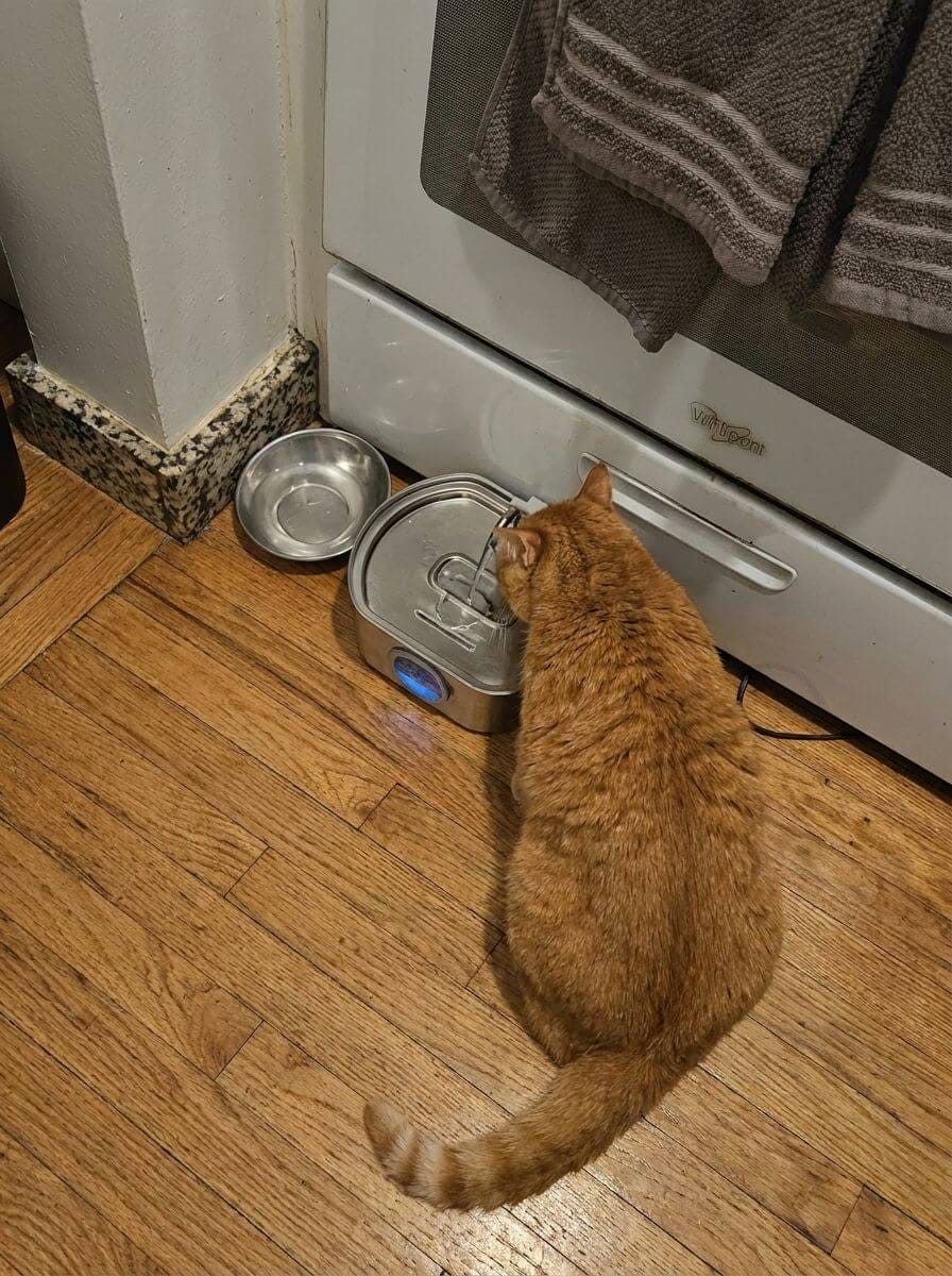 Customer photo review of Purrsteel Fresh Water Fountain