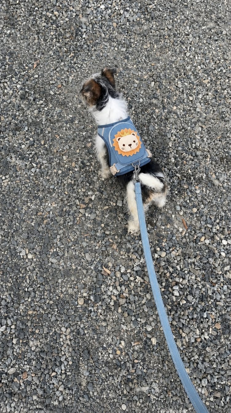 Customer photo review of WUFFLE™ Pet Backpack Harness V2