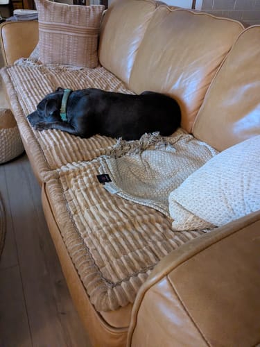 Customer photo review of Cosy Couch - Couch Cover