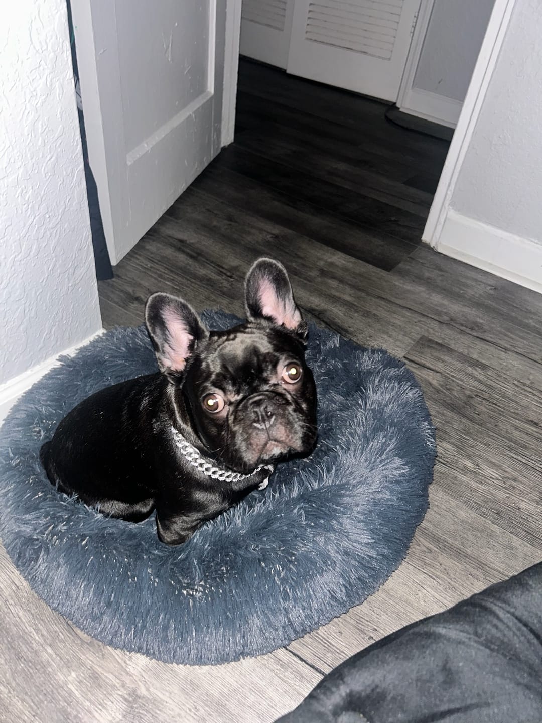Customer photo review of The Original Fluffy Bean® Pet Bed