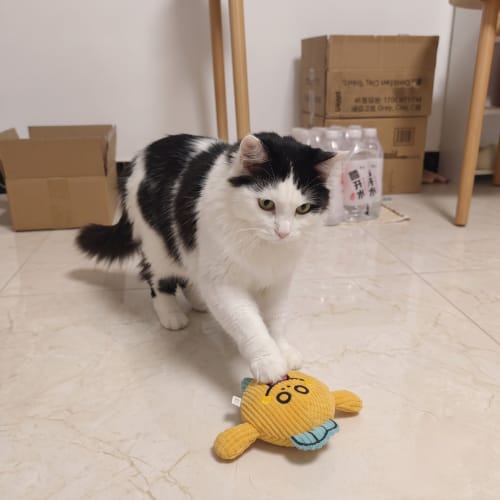 Customer photo review of PurrClean™ Peluche Dental