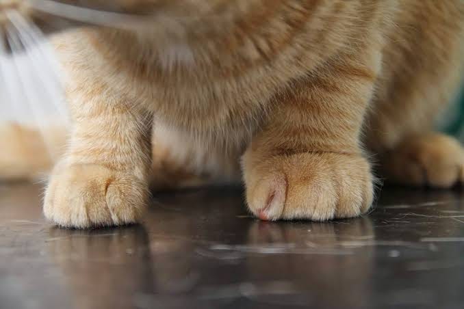 Customer photo review of Glempaws™ Stress-free, Quiet, and at Home
