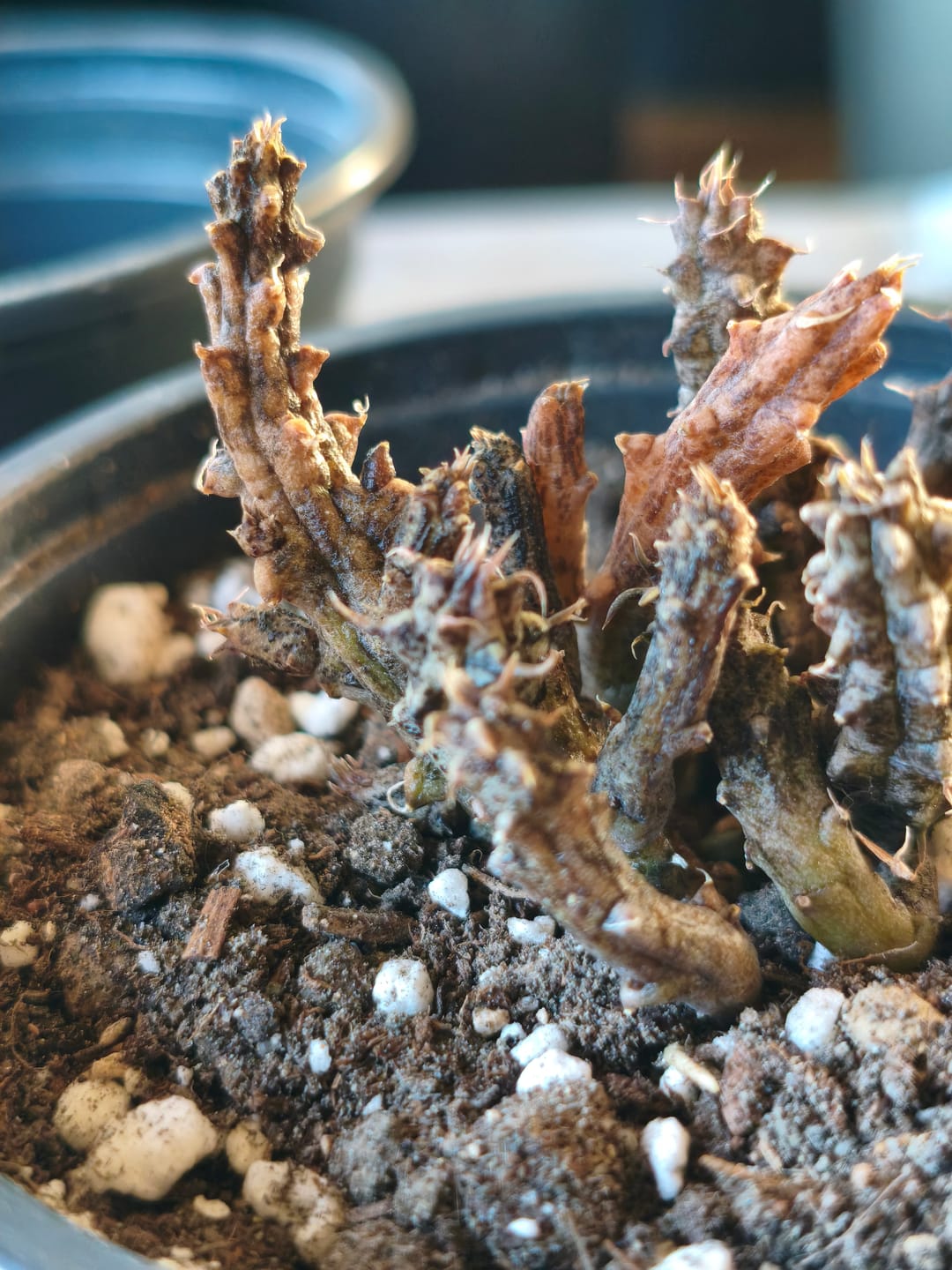 Customer photo review of Edithcolea grandis "Tapete de Persa"