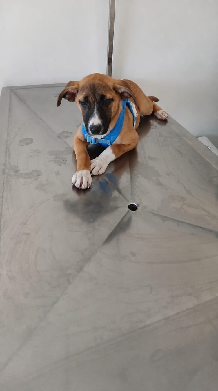 Customer photo review of WUFFLE™ Pet Backpack Harness V2