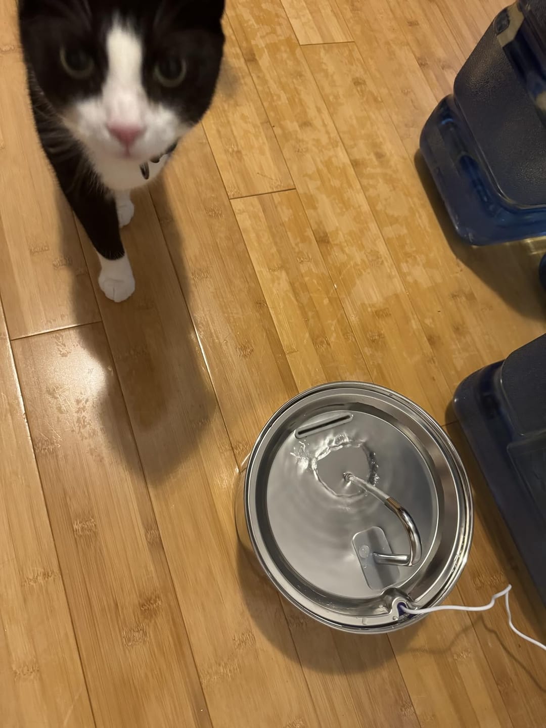 Customer photo review of PureFlow™   Pet Water Fountain