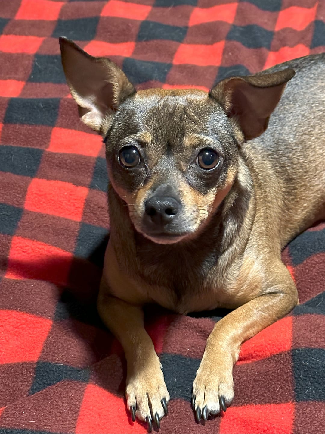Customer photo review of Tummy Essentials Digestive Chews