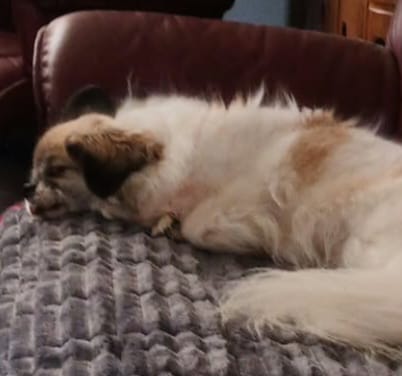 Customer photo review of Koselig Sofatrekk – Hundens favorittplass