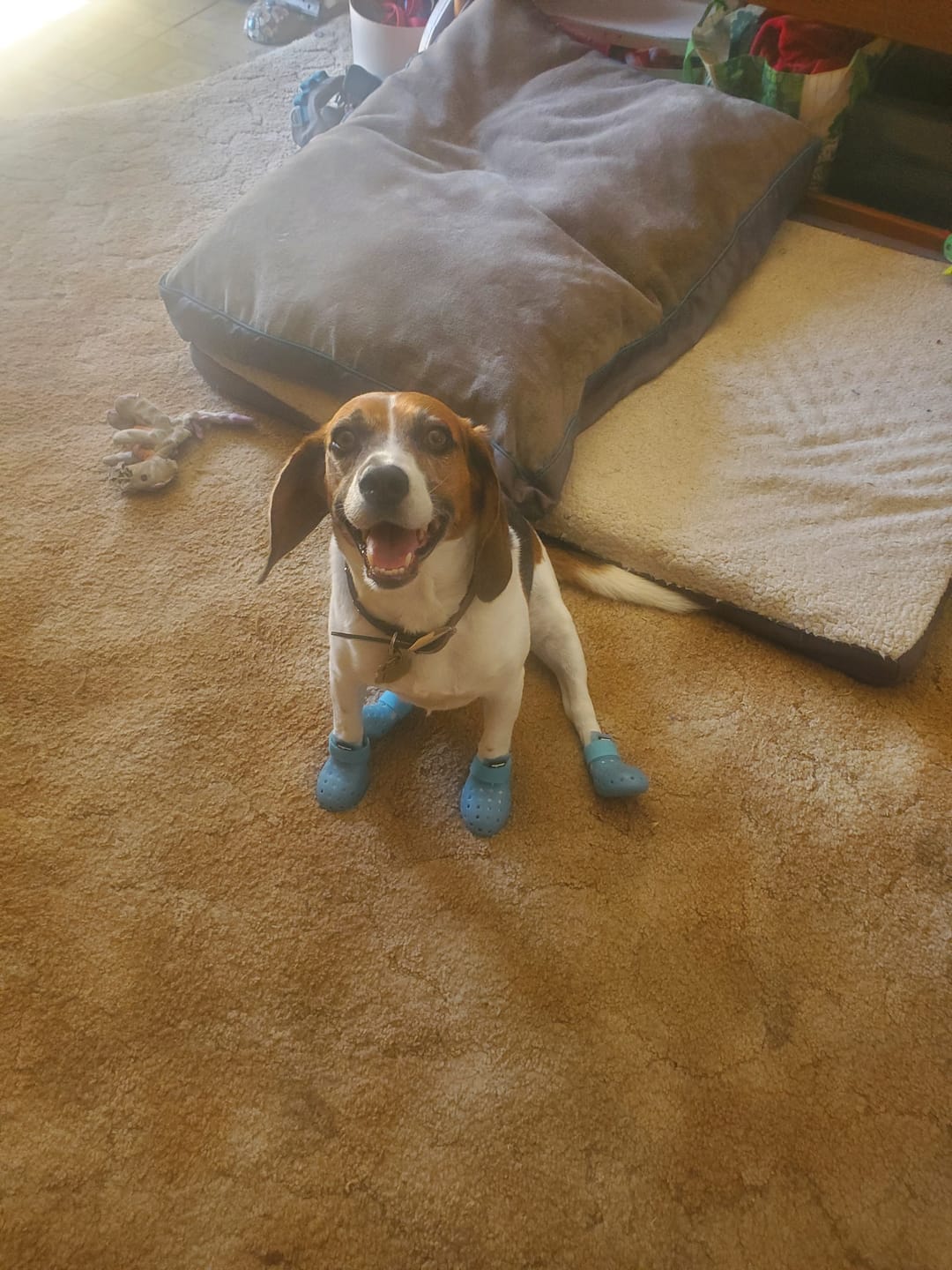 Customer photo review of WagWellies® Mojave