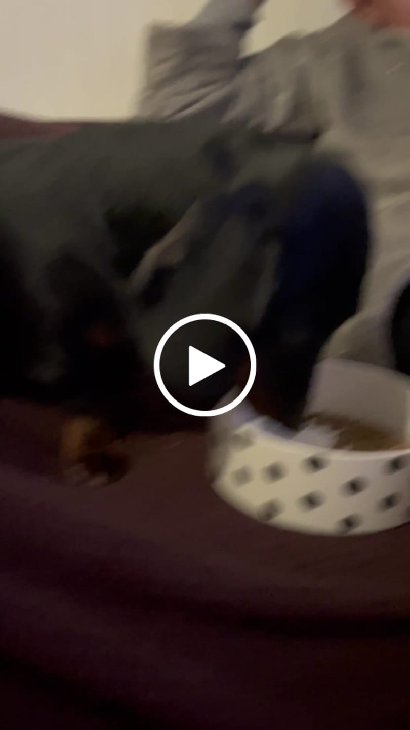 Customer video review of PetFamily Foods Razas Pequeñas