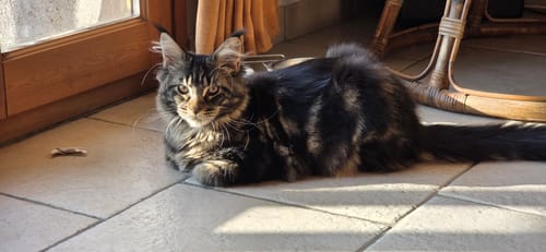 Reviewer's Maine Coon chaton allongé sur le carrelage près d'une fenêtre, appréciant la Pâtée Chaton Sans Céréales Truite.
