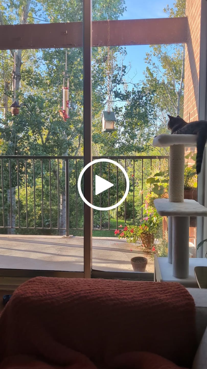 Customer video review of Hut Hideout - Deluxe 3-Level Cat Tree