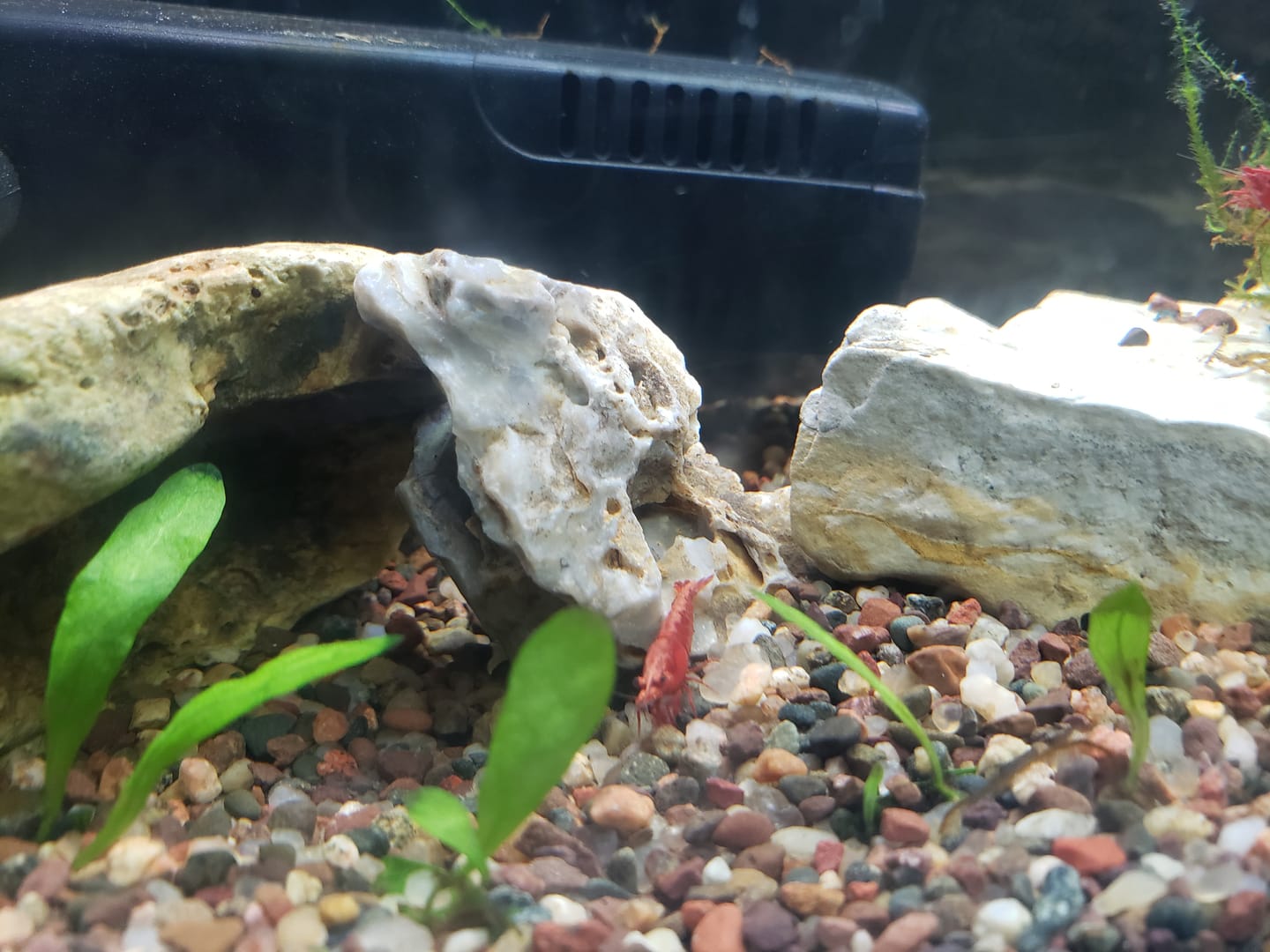 Customer photo review of Fire Red Cherry Shrimp