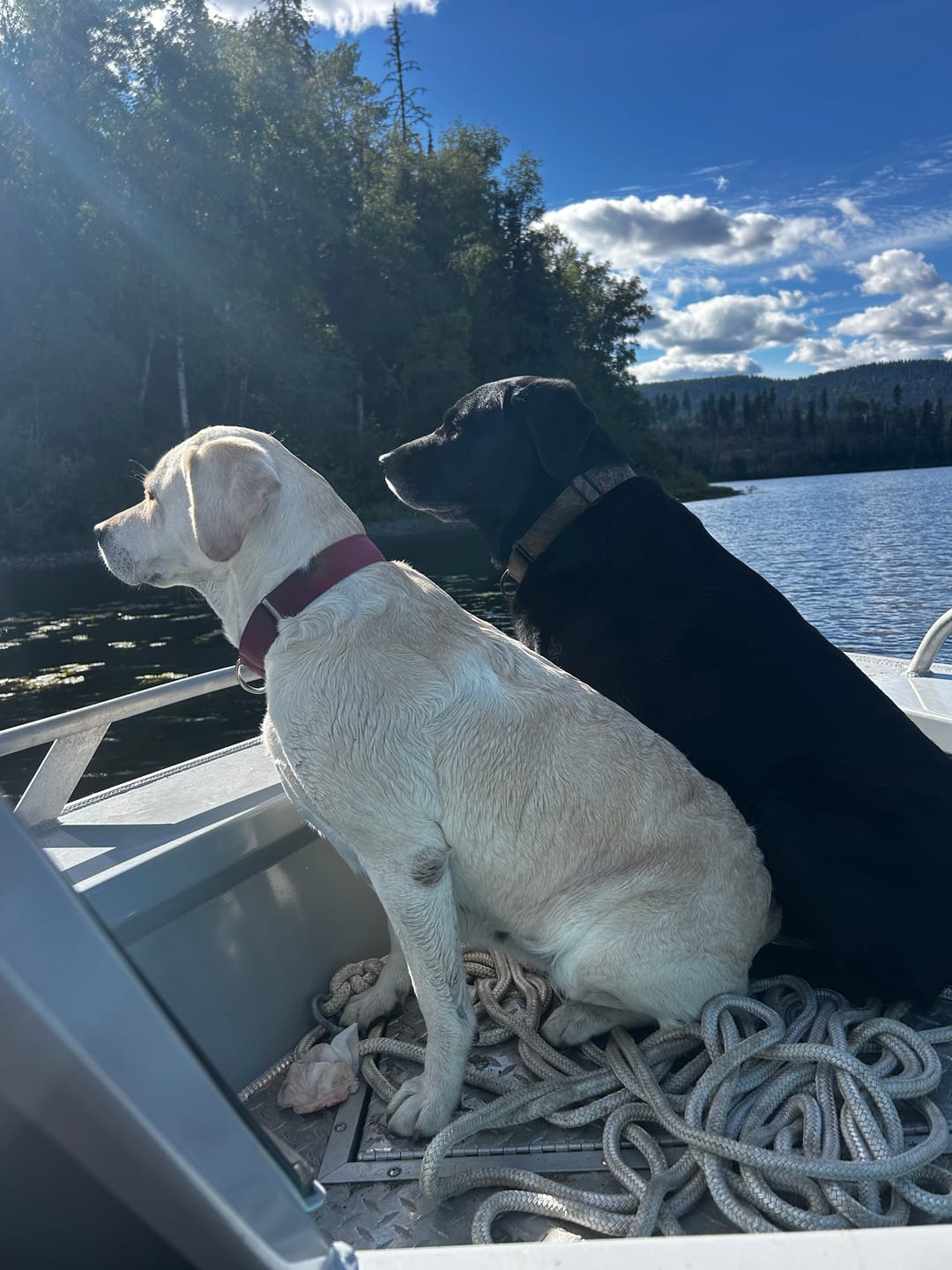 Customer photo review of Large Bully Stick Ring