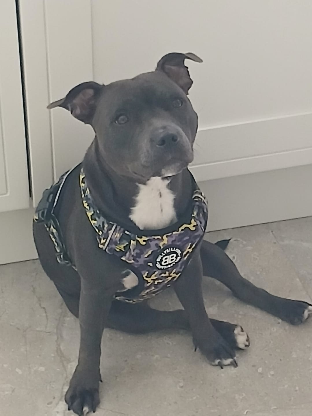 Customer photo review of Comfort Premium Harness | Non Restrictive - Lightning