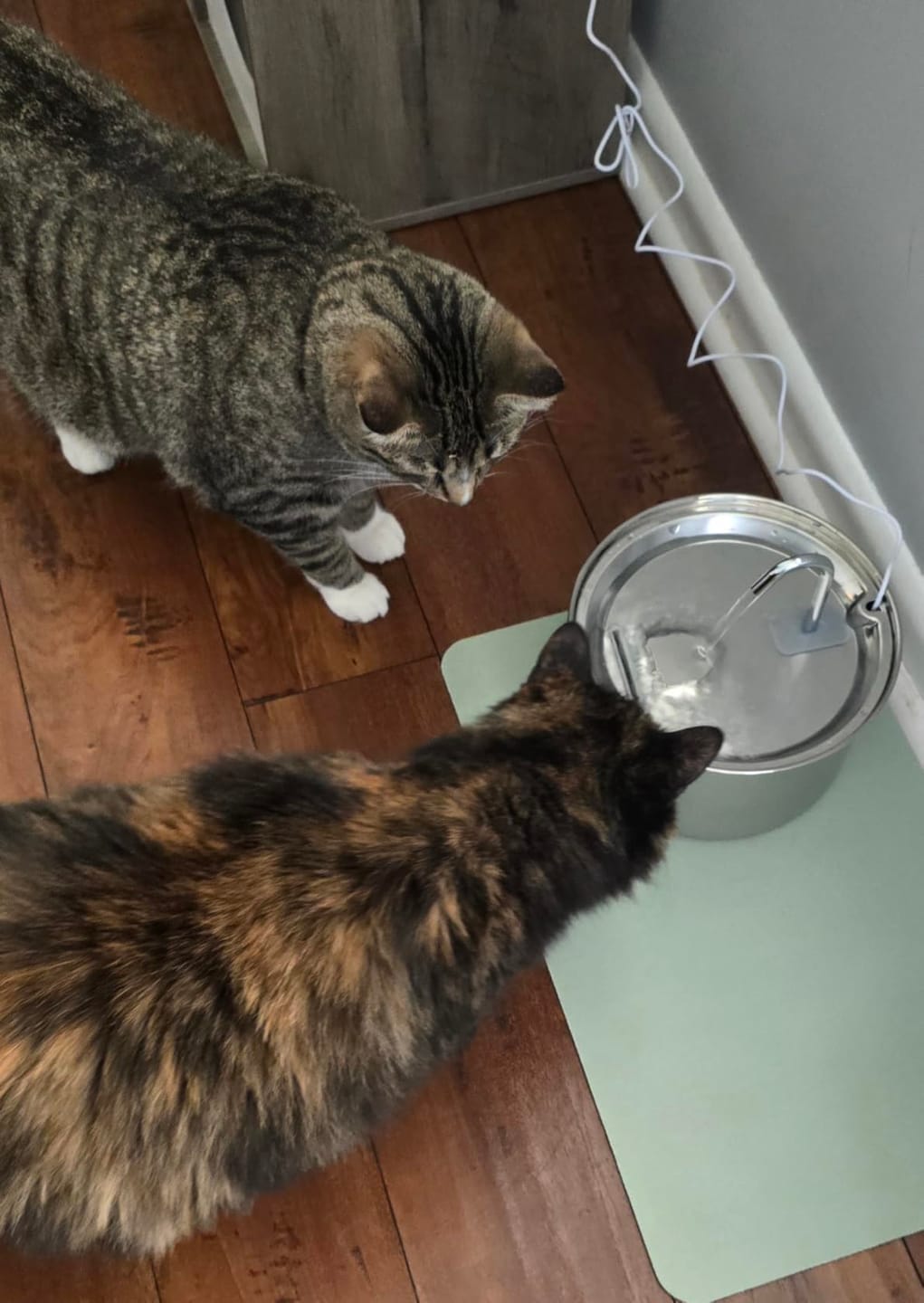 Customer photo review of PureFlow™   Pet Water Fountain