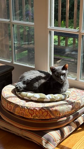 Customer's gray cat curled up on the small, patterned cushion included with the Instinct Basket in a sunlit room.