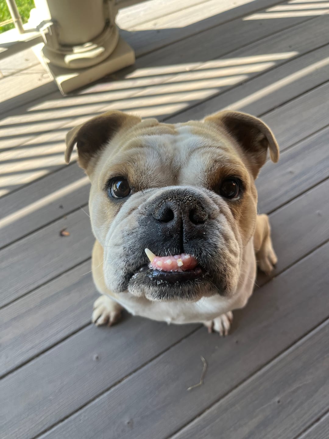 Customer photo review of 12 Inch Extra Thick Bully Sticks