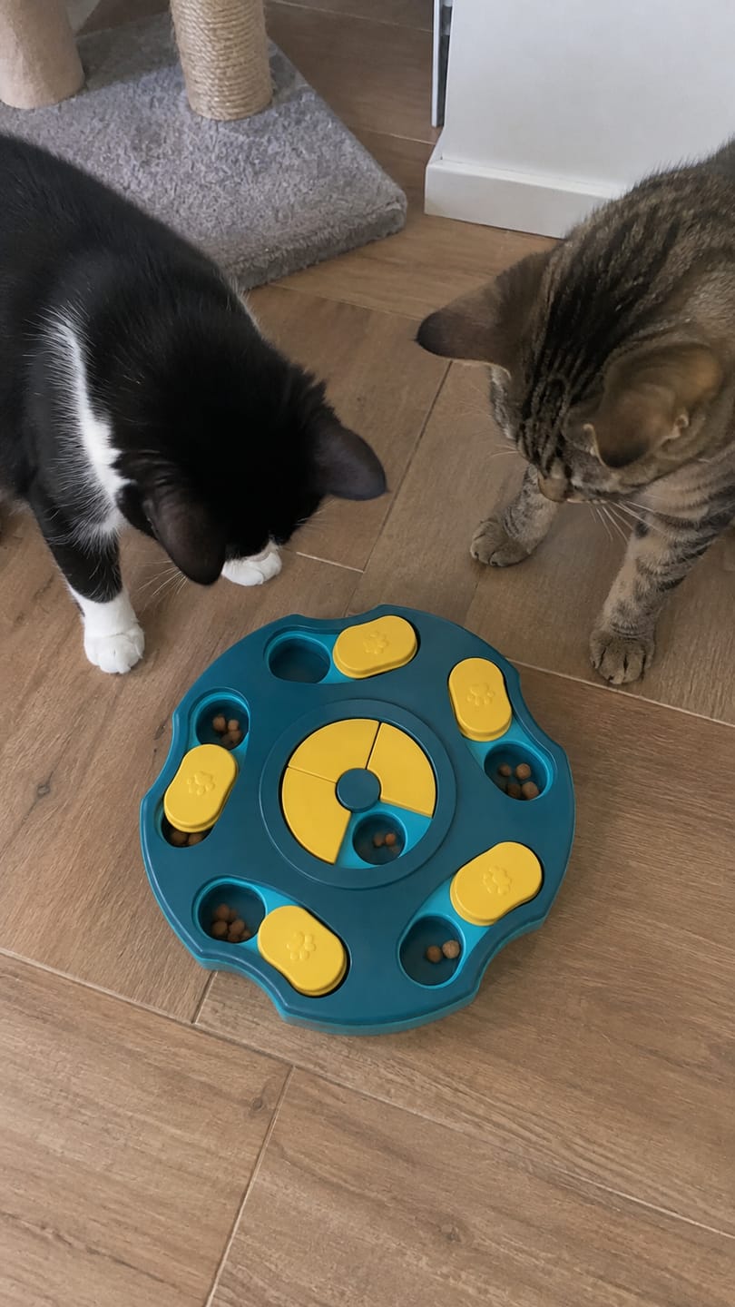 Customer photo review of Comedero Puzzle Antiestrés para Gatos