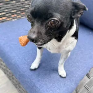 Customer photo review of Supporto Immunitario Cane Multivitaminico 8-in-1 con Probiotici