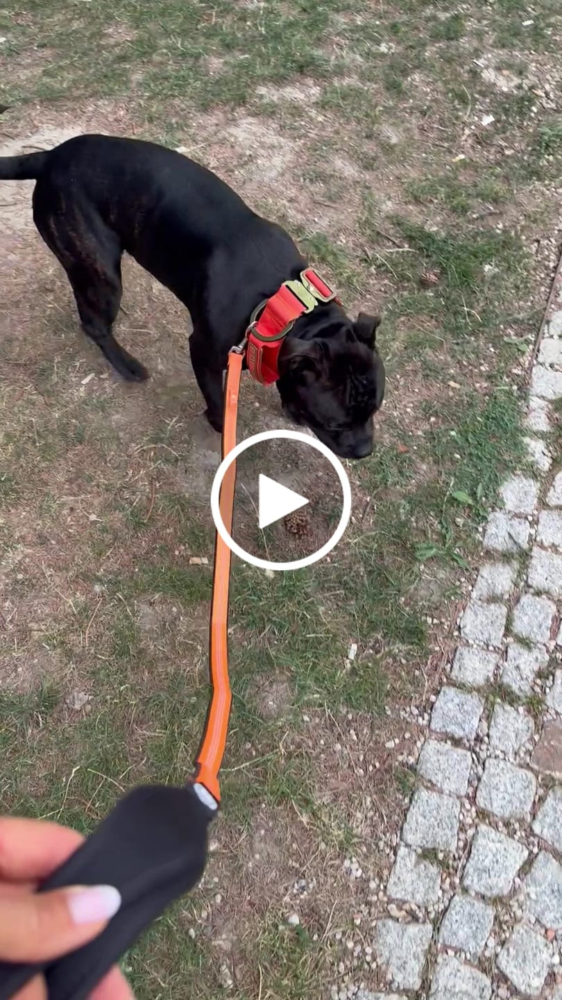 Customer video review of 5cm Lighter Combat® Collar | With Handle & Secure Clip - Burnt Orange X Khaki