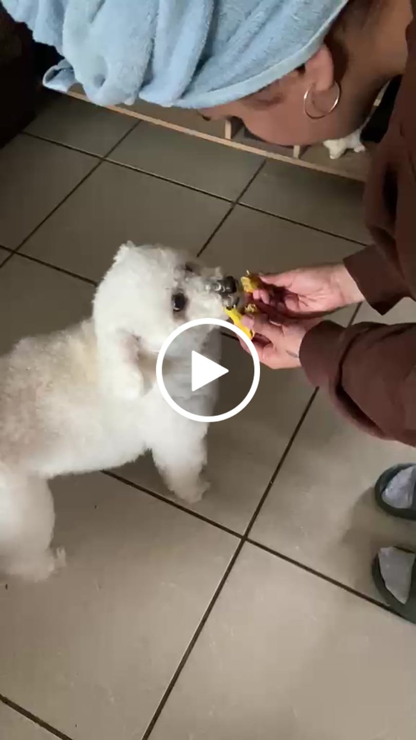 Customer video review of Pack Dieciochero Perruno