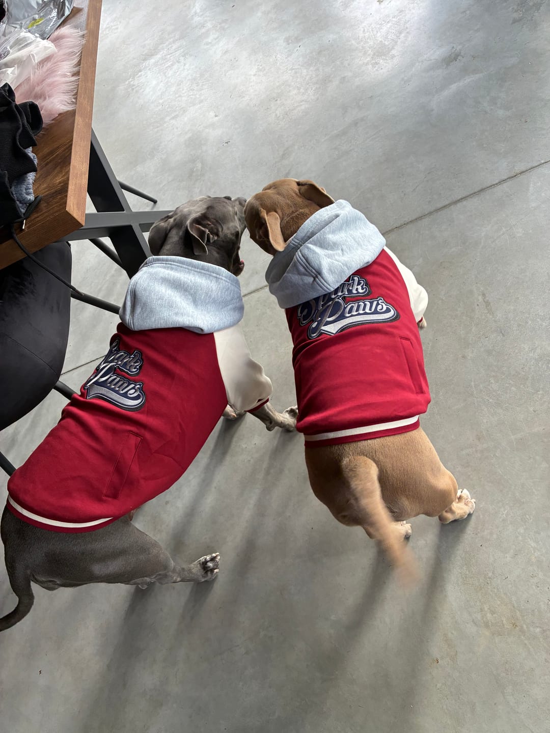 Customer photo review of Dog Varsity Jackets
