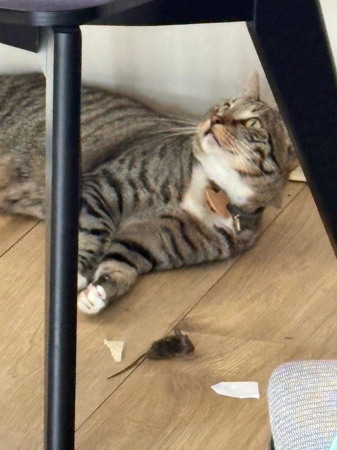 Customer photo review of AirTag Holder for Cats