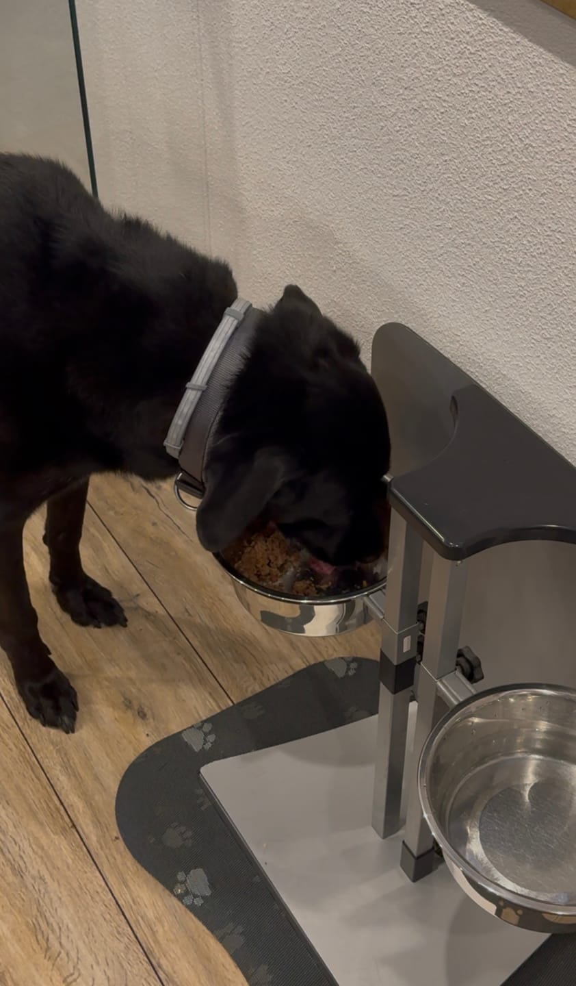 Customer photo review of Frischfutter für Energiebedarf von 1400 kCal/Tag