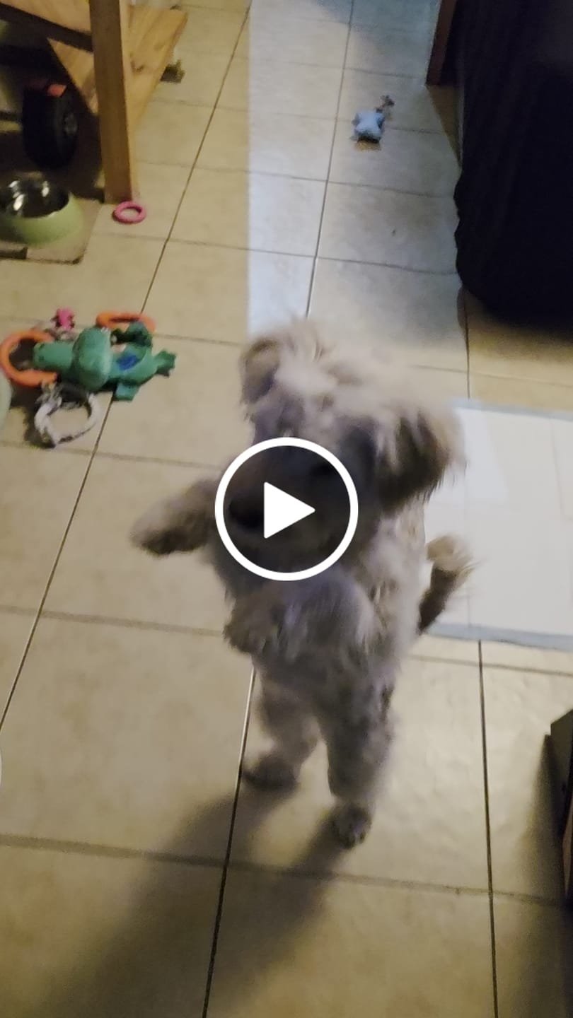 Customer video review of PetFamily Foods Cachorros
