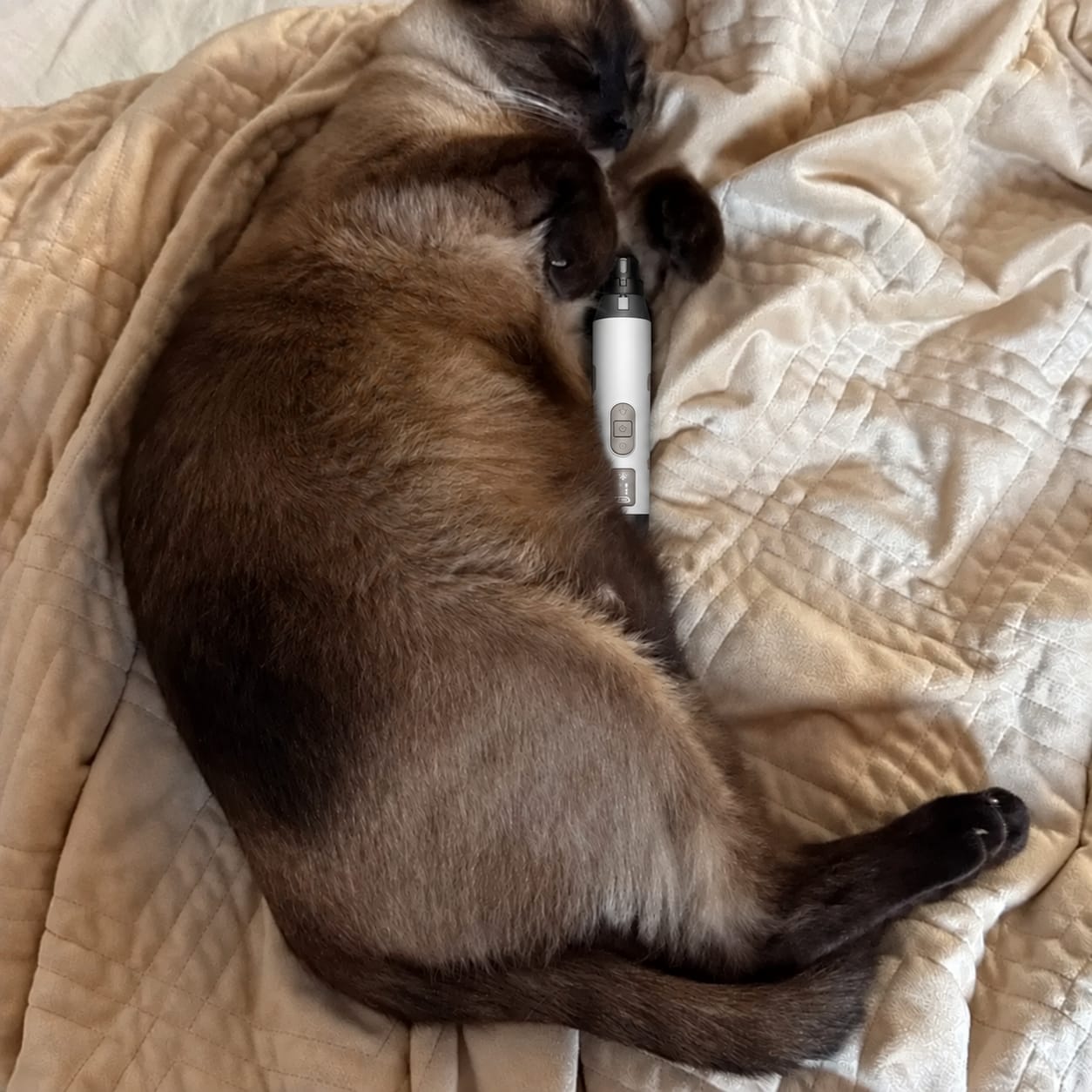 Customer photo review of Glempaws™ Stress-free, Quiet, and at Home
