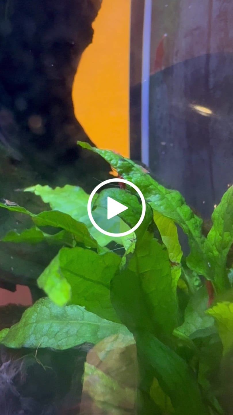 Customer video review of Fire Red Cherry Shrimp