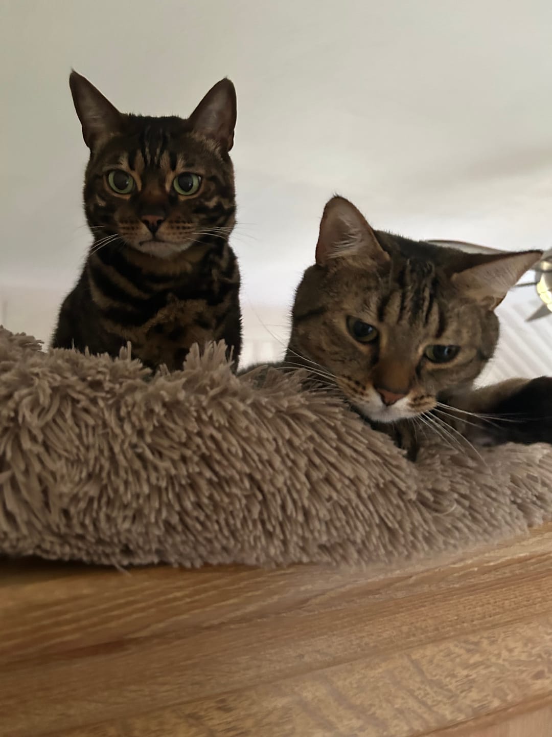 Customer photo review of Naturreines Katzenstreu