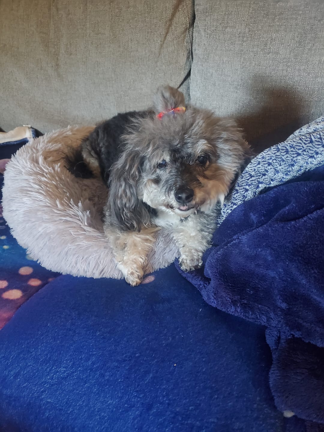 Customer photo review of The Original Fluffy Bean® Pet Bed