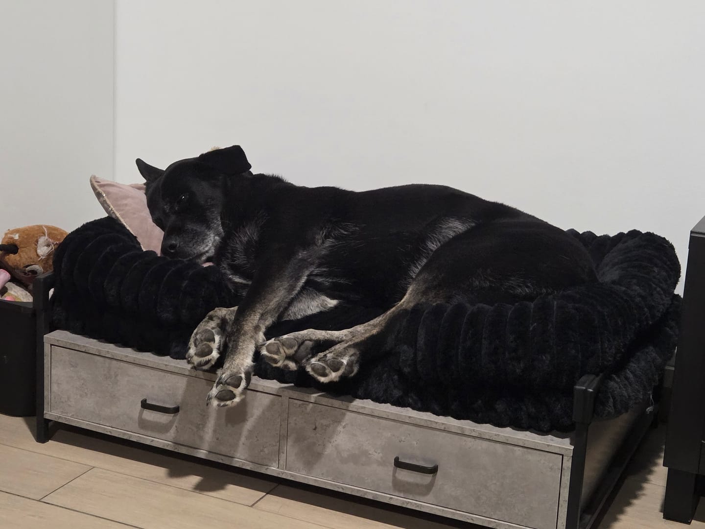Customer photo review of Panier orthopédique pour chien