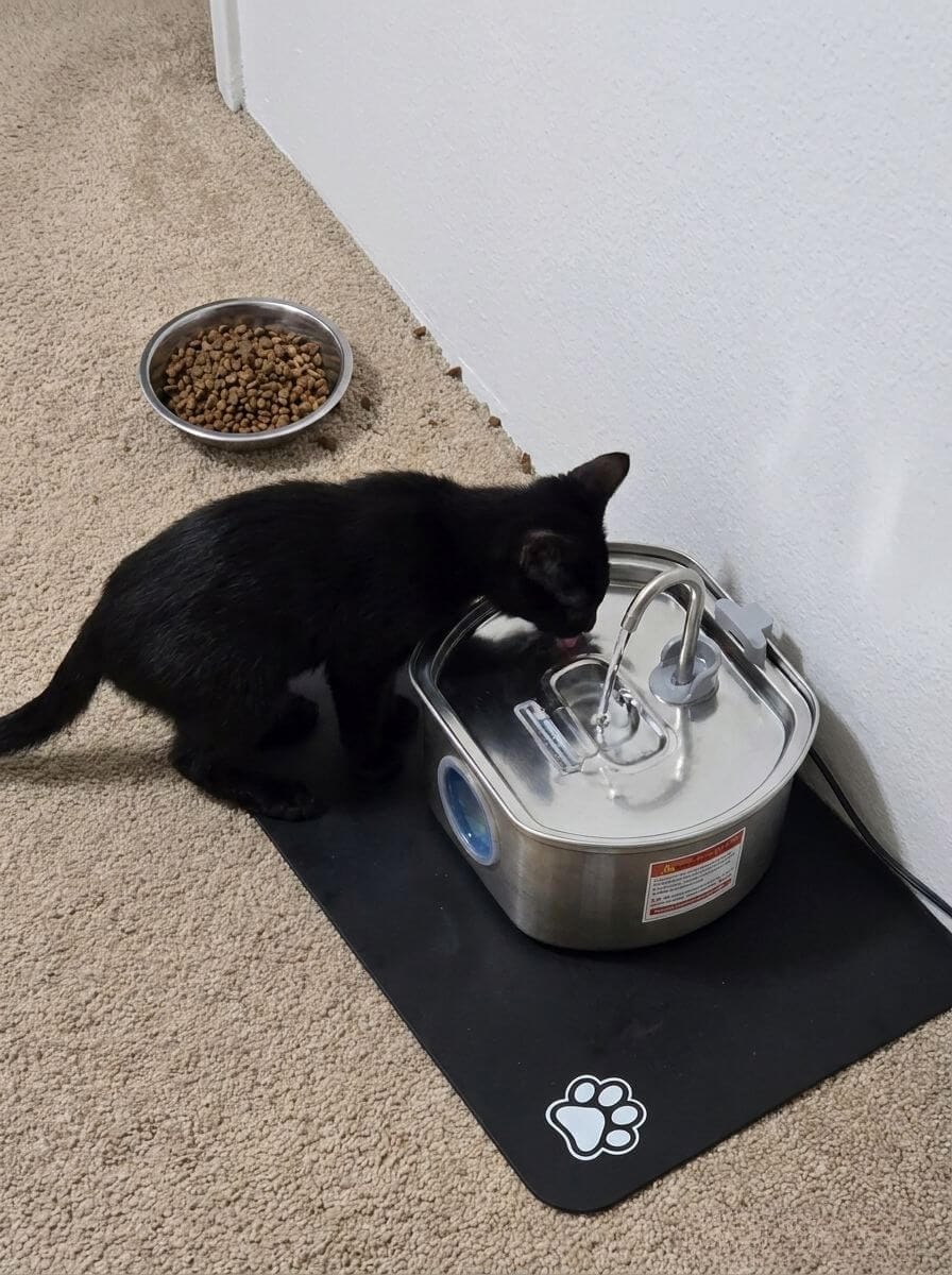 Customer photo review of Purrsteel Fresh Water Fountain