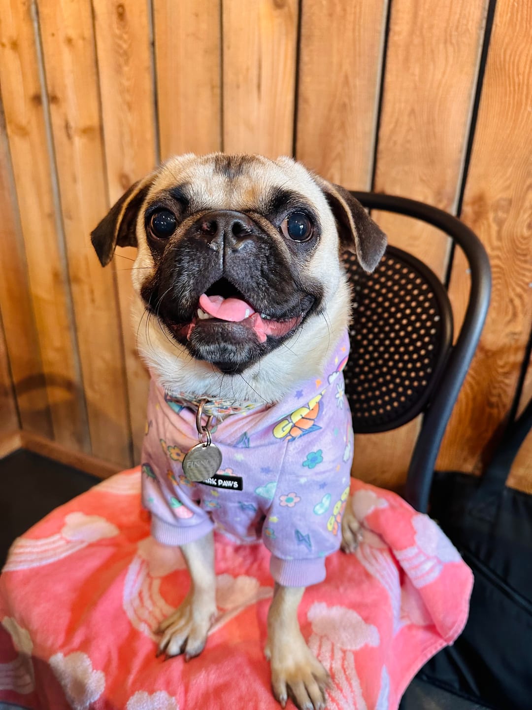 Customer photo review of Good Vibes Dog Hoodie - Purple