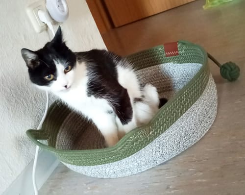 Customer's Fellnest Katzenkorb mit schwarz-weißer Katze, die im runden Korb mit grünem Rand sitzt.