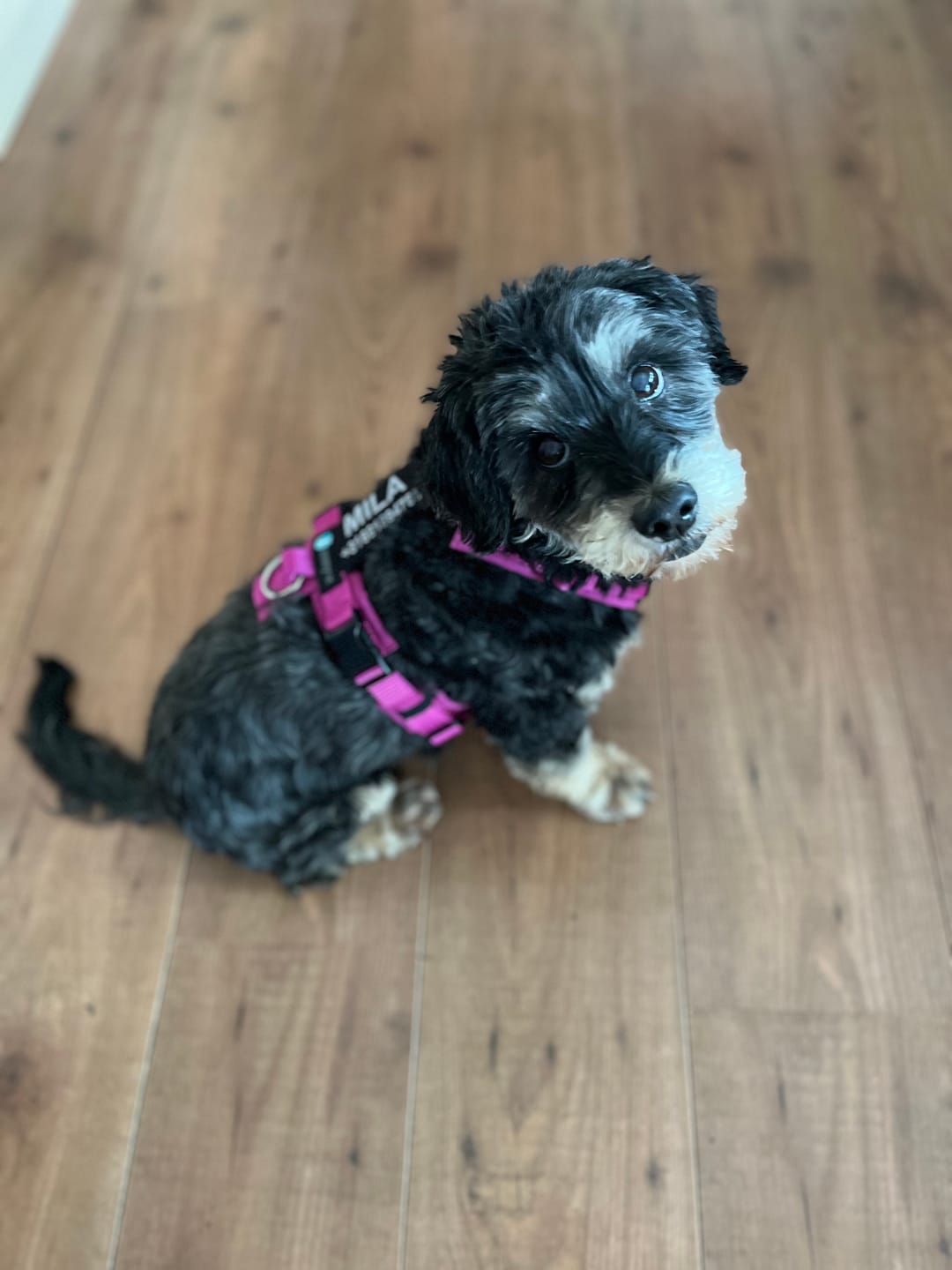 Customer photo review of Anny X Dog Harness FUN | Y-shaped - XS - Soft Lavender