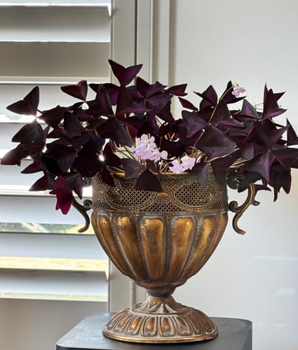 Customer's Benjamin French Provincial Urn Planter in antique gold metal filled with a dark purple leafy plant.